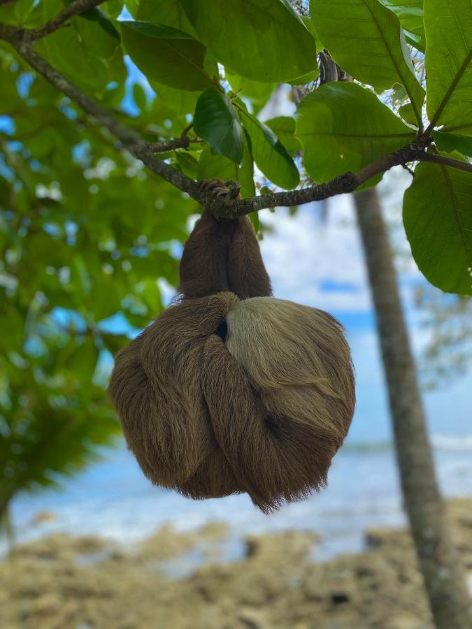 Ocean View Lodge Cahuita Zewnętrze zdjęcie